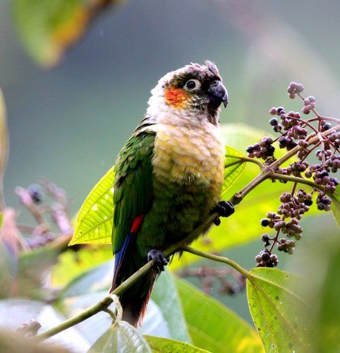 Conure à col blanc